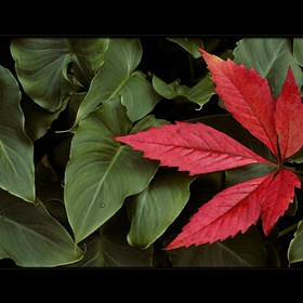 Rotes Blatt07 Rahmen