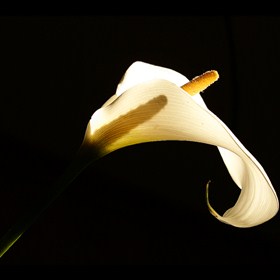 Calla