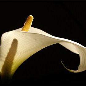 Calla Weiß 06