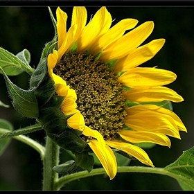 Erste Sonnenblume