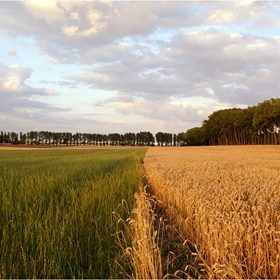 Kornfeld In Der Abendsonne K