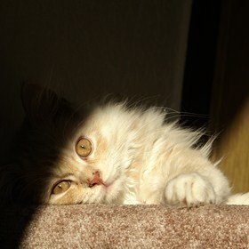 Licht