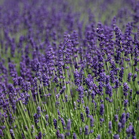 Lavendel